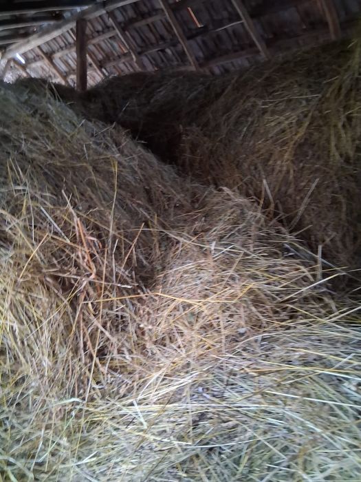 Fan de gradina de vanzare