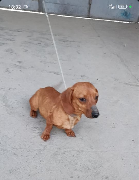 Такса девочка...