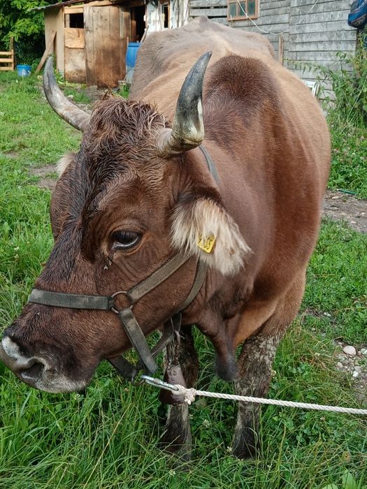 Vand vaca cu lapte