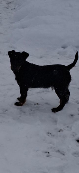 Пропала собака ягдтерьер