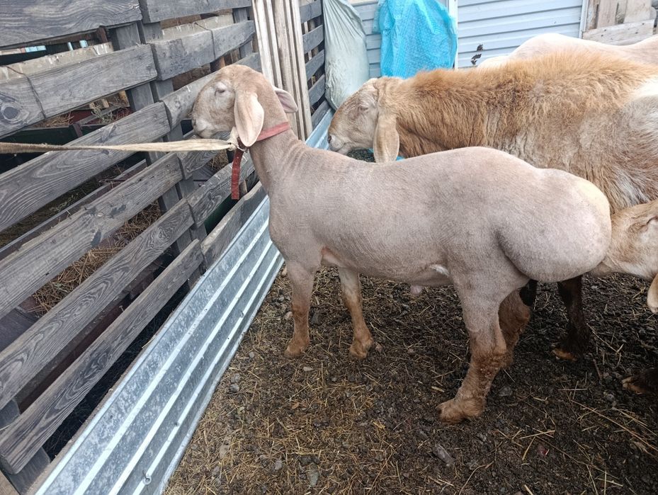 Арашан  есть 8 месяцев и есть 2 года