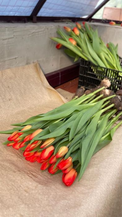 Оптом тюльпаны астана караганда