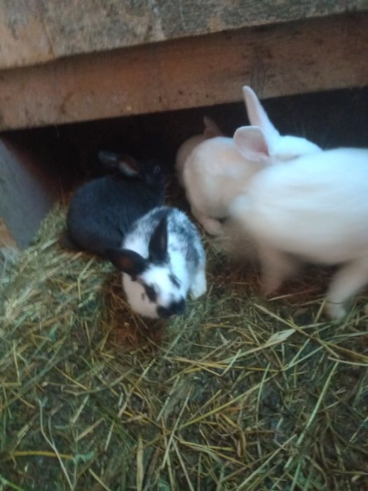 Vînd porumbei misurli