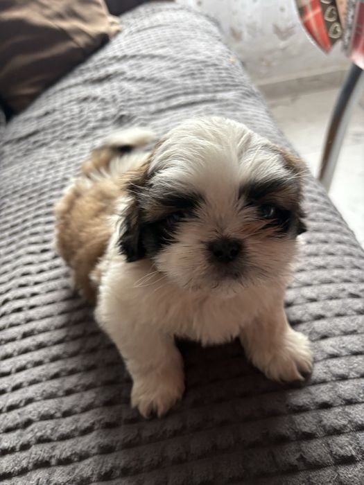 Vand pui shih tzu