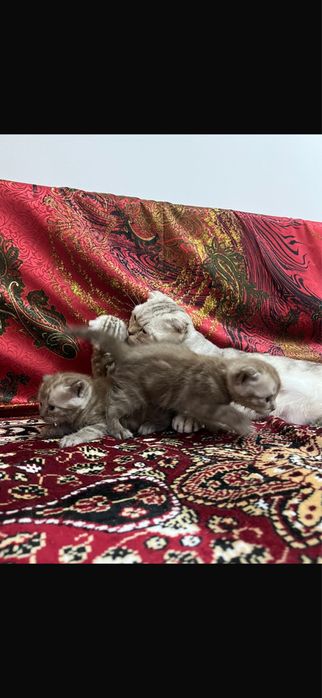 Шотланские котята 55.000