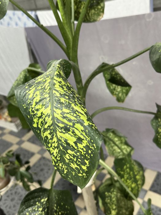 Диффенбахия в горшке