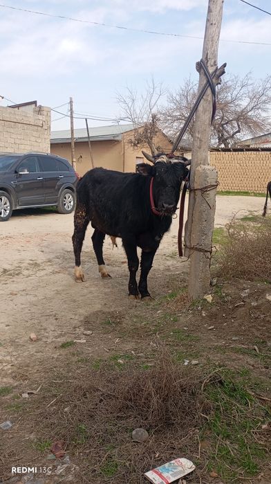3 та Хукзлар сотилади