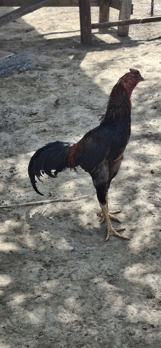 Дакан кораз дакан