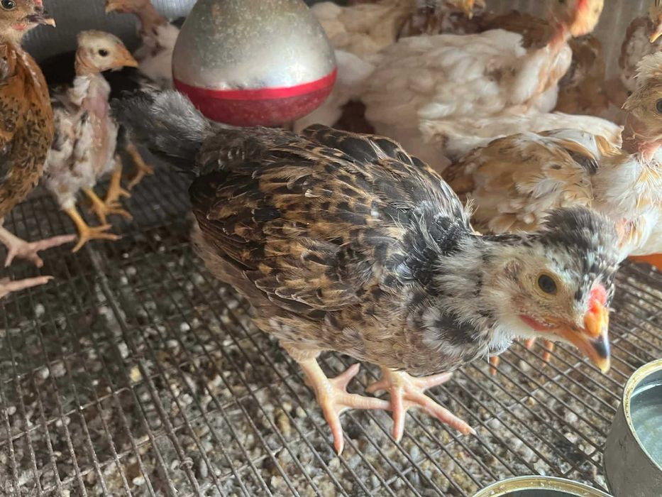 Pui Motati Golasi talie mare