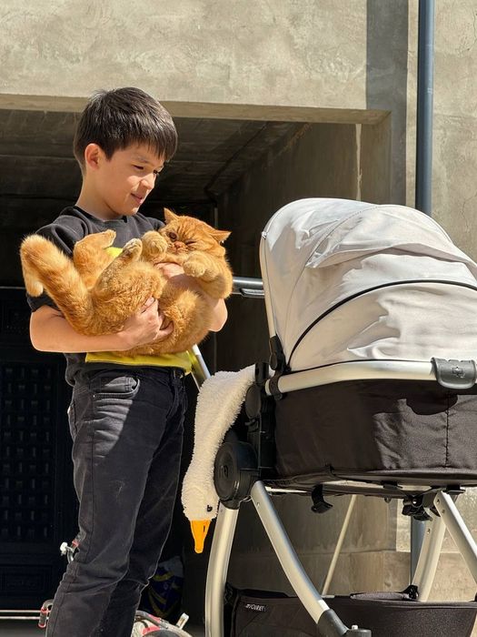 Продаётся, Рыжая британская кошка