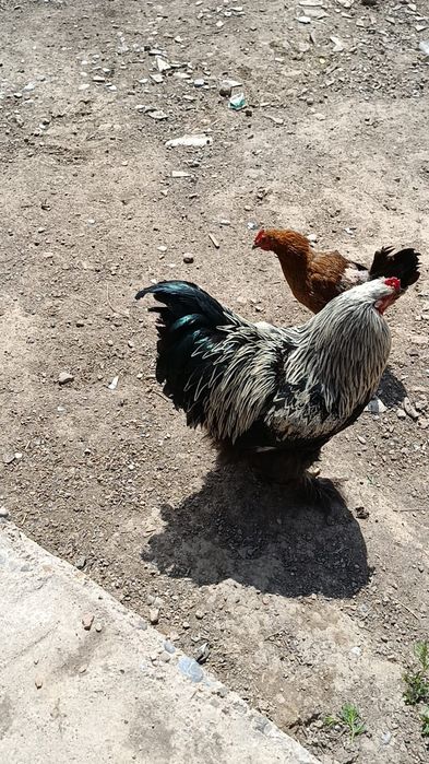 Брама қораз 1 жасар