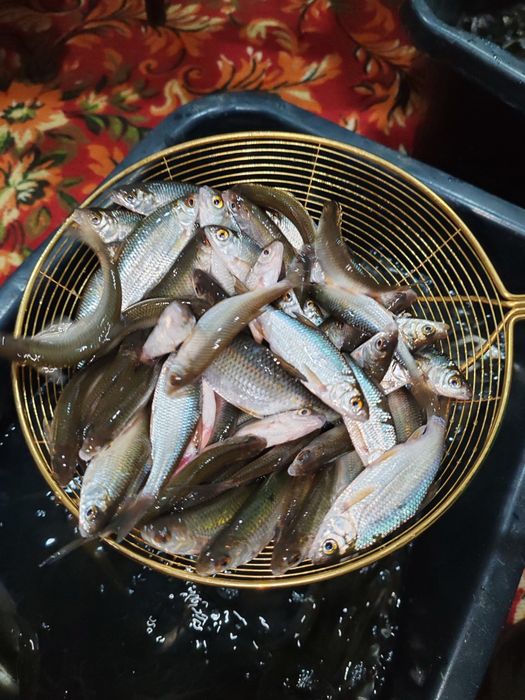 Малёк сорга живец