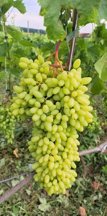 Heliodor vita de vie