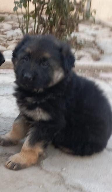 Щенок немецкой овчарки