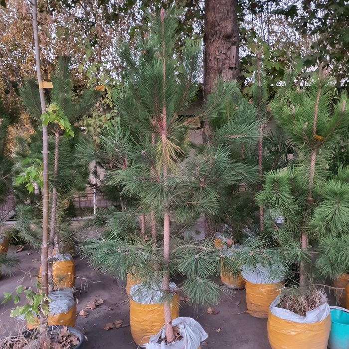 Кипарис маржвеник туя крим сасна арча archalar бошка дарахт келиштирил