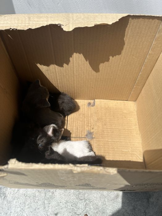 Отдам котят в хорошие руки