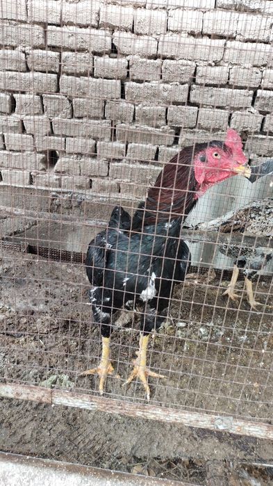 Dakan horoz sotiladi