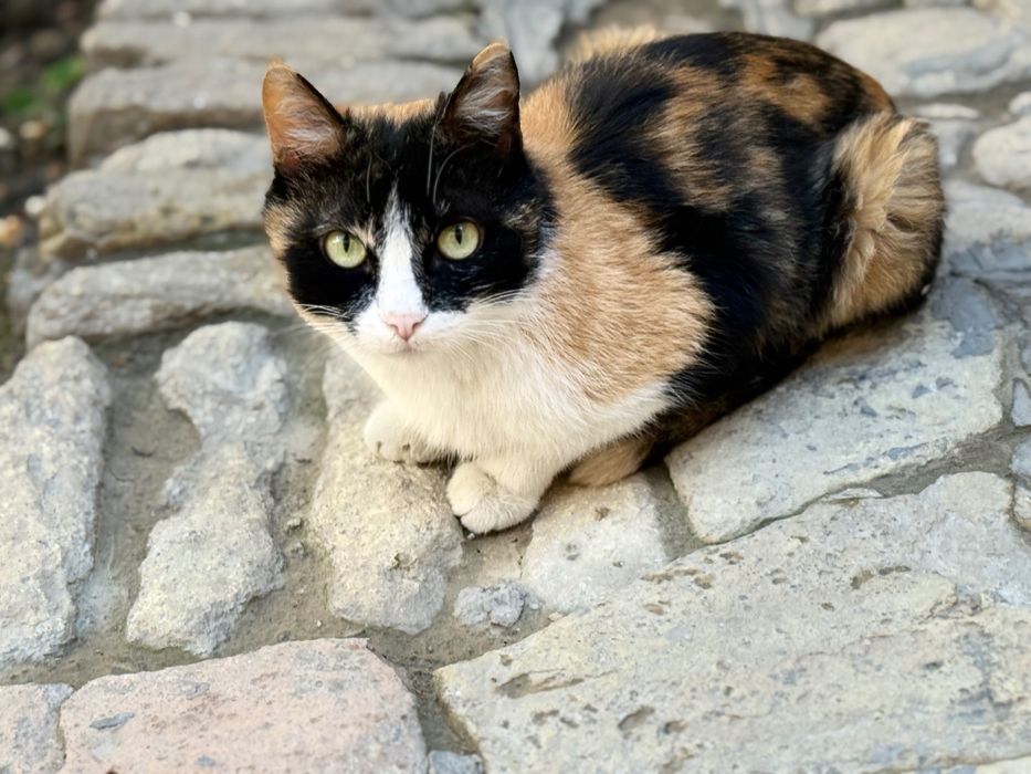 Отдам домашние котята