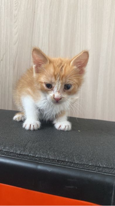 Мысык сатылады 500тг