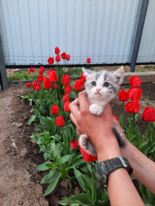 Котик ищет своих родителей