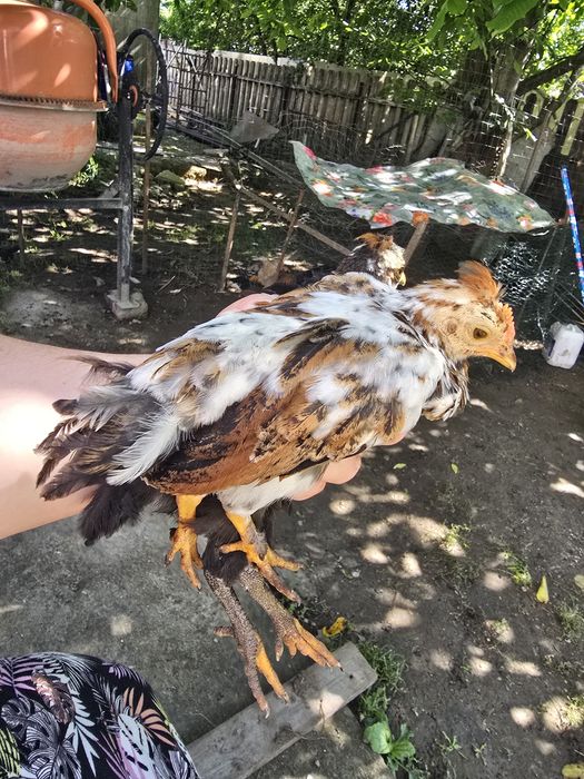 Gainușe americane( pitice)
