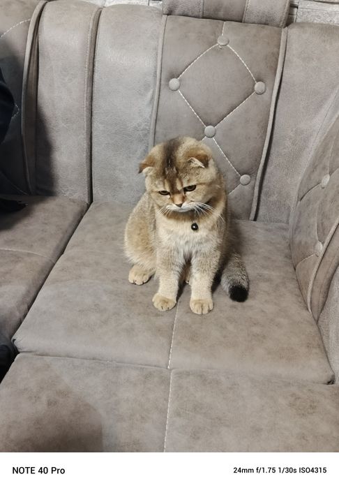 Продаётся 9 месячный катено.Шатнанский  фолд. Акрас залатая шиншилла.