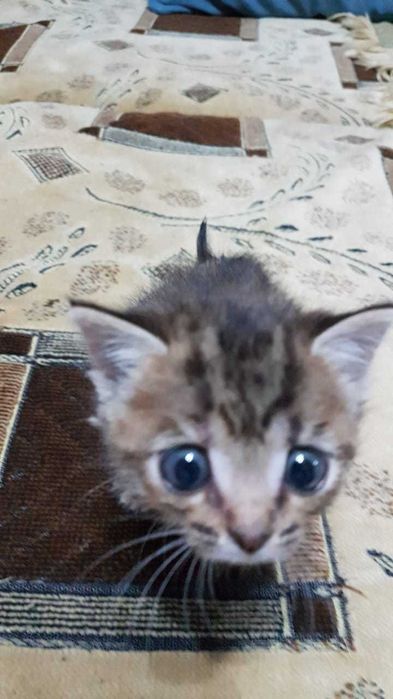 Отдам Котенка в добрые Руки