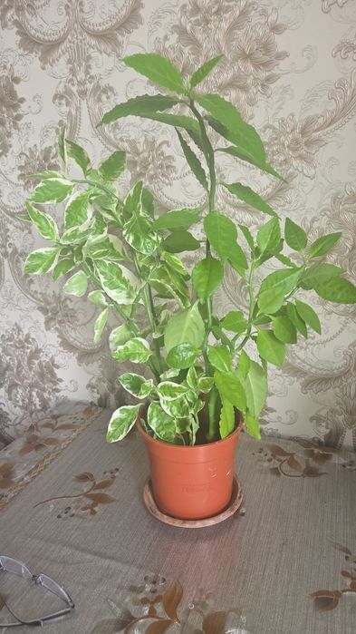 Продам комнатные цветы