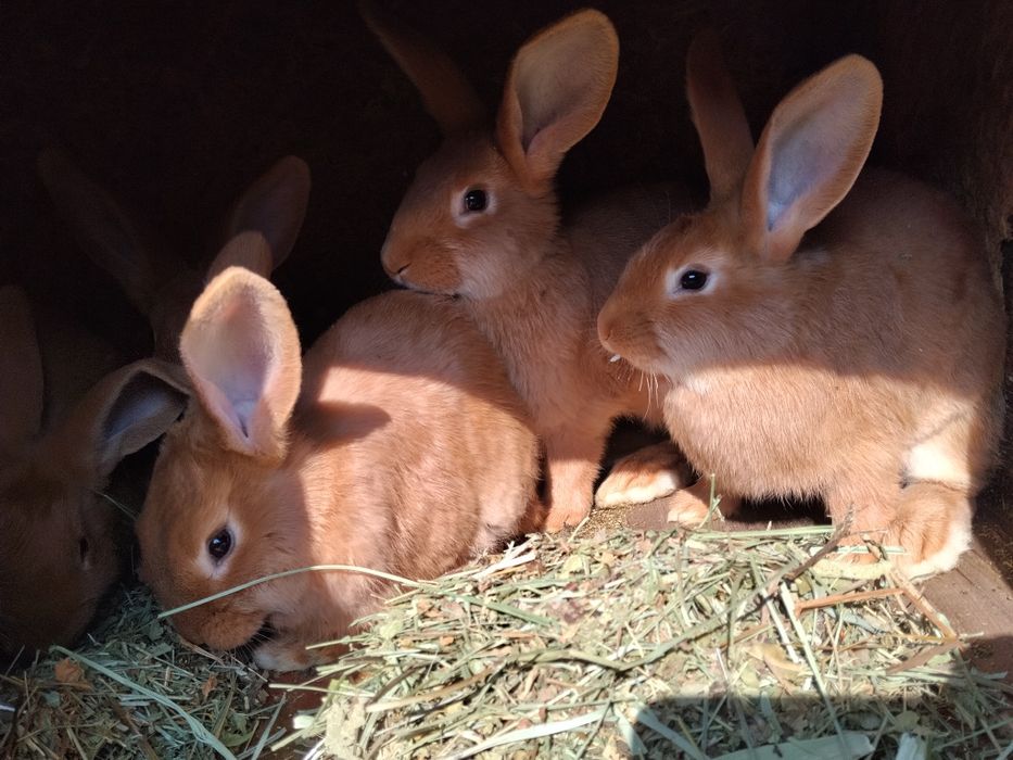 Кролята бургундские