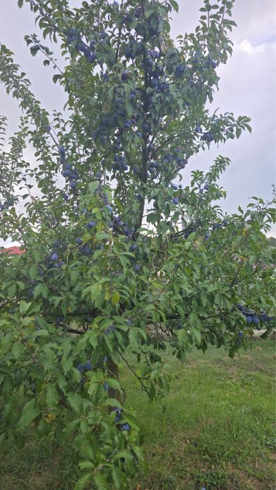 Vand Prune Anaspet