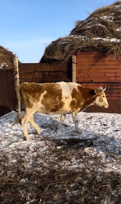 3 бас сиыр сатылады