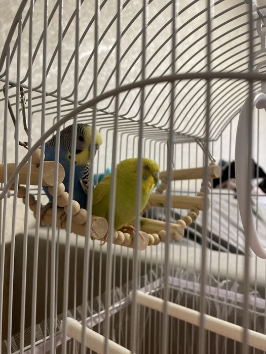 Продам попугаев с клеткой