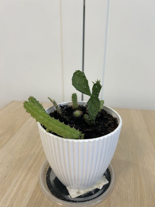 Кактусы ассорти комнатные цветы