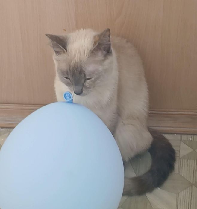 Пропала кошка дымчатого цвета.