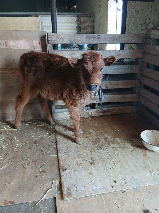 Срочни она бола сигр сотлади ювош