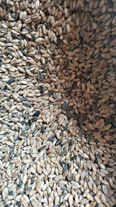 Продам отруби БЕНО  российские