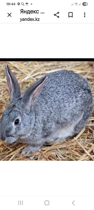 Продам кролов- подростков