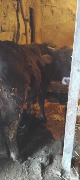 Срочно продам быка