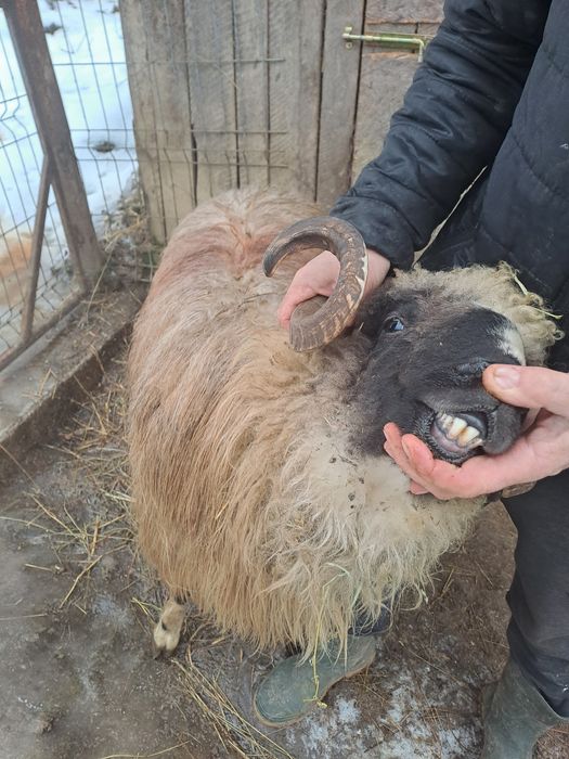 Vand berbec  mior breaz