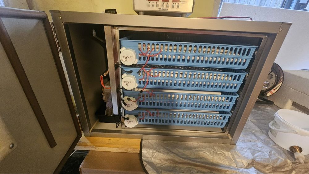 Incubator,clocitoare tehno ms256