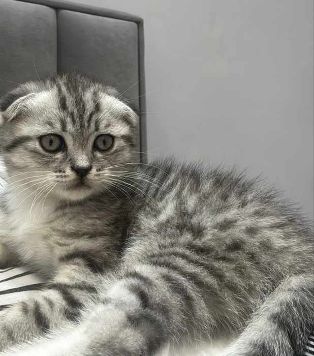 Скотиш фолд,вислоухий