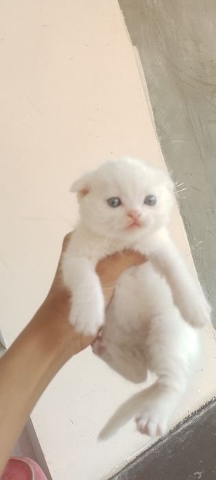 Emizayotgan ayol surati