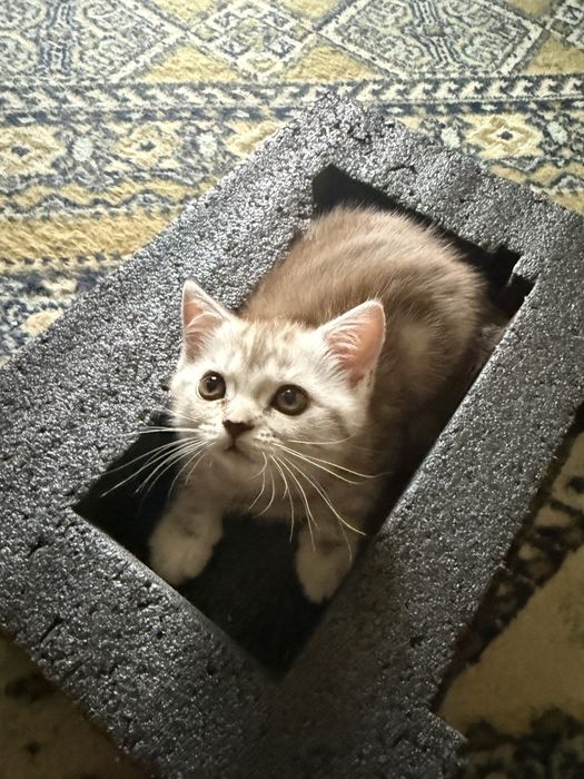Котята скоттиш фолд, скоттиш страйд
