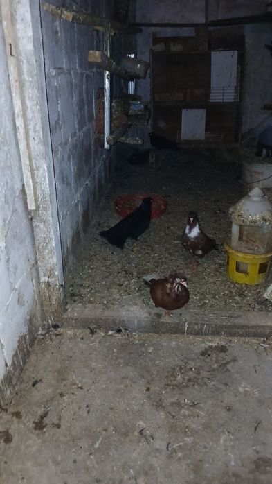 Продавам паламарски гълъби