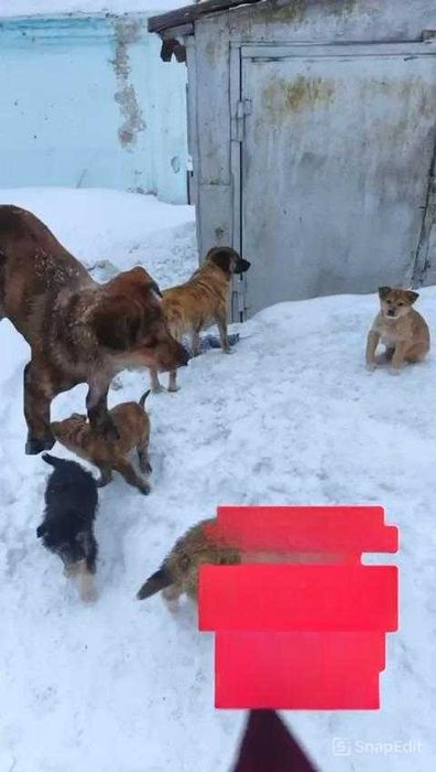 Ищем любящих хозяев.