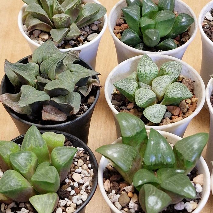 Хавортии, суккуленты