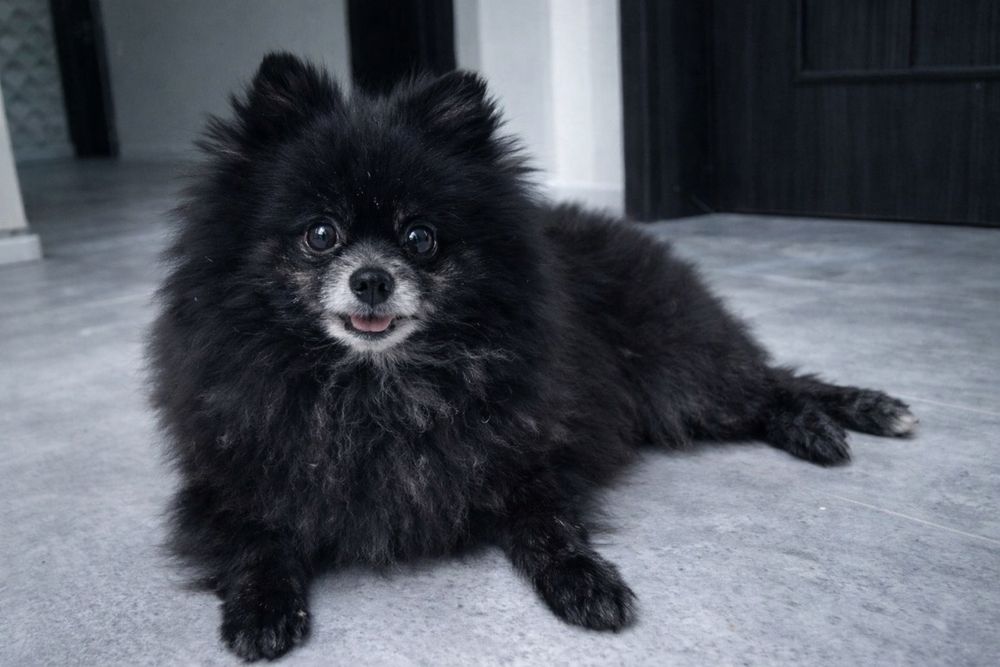 Шпиц девочка в поисках дома