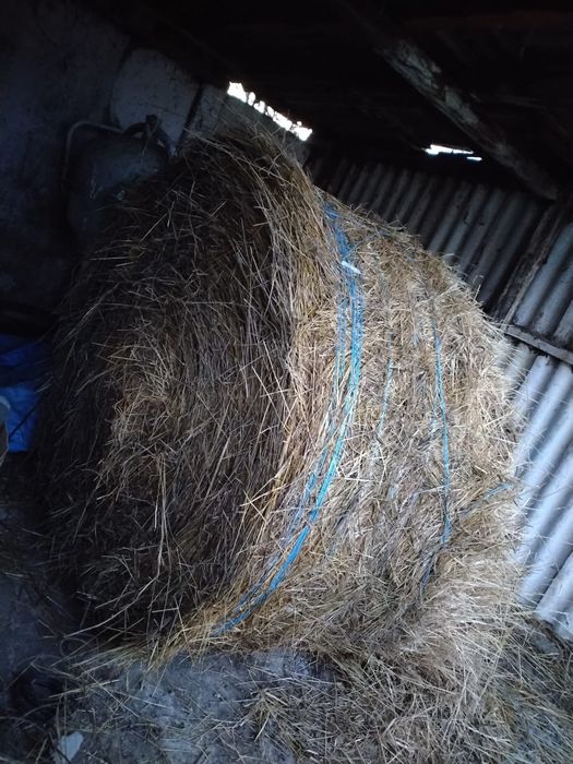 Vand 2 femele. Rasa ochis pret negociabil + balot de fan de vanzare