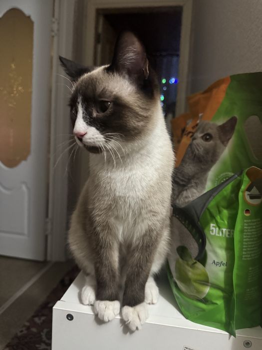 Отдам котенка в добрые руки