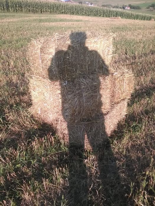 Vând baloți dreptunghiulari lucernă și paie,rotunzi